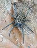 Babies on Board - Carolina Wolf Spider (Lycosa carolinensis) with neonates 004