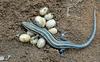 Expectant Mother - Five-lined Skink (Eumeces fasciatus) guarding eggs