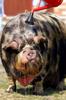 Pot-bellied pig, shower