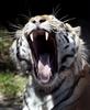 Yawning tiger