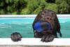 Cooldog