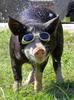 Sunglass Pig