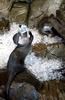 Ice Otters