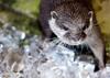 Ice Otter