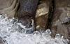 Ice Otter