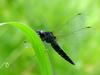 Lyriothemis pachygastra (Wide-bellied Skimmer)