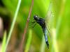 Lyriothemis pachygastra (Wide-bellied Skimmer)