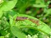 Cletus punctiger (Squash bugs in mating)