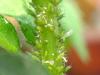 Aphids