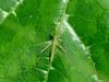 Acrida cinerea (Green Hopper nymph)