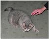 house guest 1 (British Shorthair)