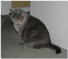 house guest 3 (British Shorthair)
