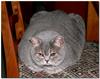 house guest 4 (British Shorthair)
