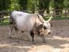 Bull