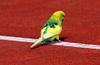 Budgerigar in tennis court