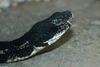 Timber Rattlesnake (Crotalus horridus horridus)