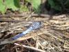 Orthetrum coerulescens