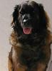 Dogs2