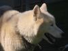 What a wolf crossed with a Siberien Huskey looks like...My Alpha male 