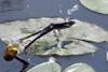 jumping frog