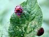 ladybugs