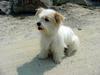 Cute Puppy