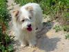 Cute Puppy