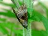 Moth