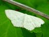 Moth