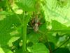 Big Grasshopper