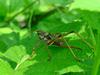 Big Grasshopper