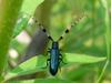Agapanthia pilicornis (Agapanthia Long-horned Beetle)