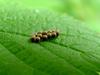 Insect eggs