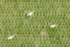 Bubulcus ibis (Cattle Egret)