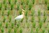 Bubulcus ibis (Cattle Egret)