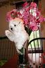 My Puppy
