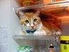 Cool Cat