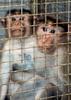 Bonnet macaques