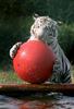 White tiger