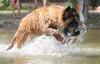 A Dog's Water World