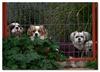 prisoners 1