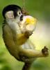 young squirrel monkey