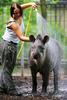 South American Tapir in shower