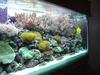 Reef tank
