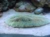 Reef tank