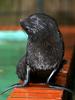 South American fur seal