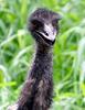 Emu