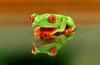 Red-eyed Treefrog