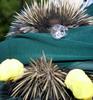 Bubbling echidna