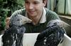 Hornbills